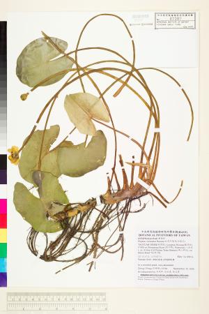 <a href="https://brmas.openmuseum.tw/muse/digi_object/54953eef3e9b90dace2d3776db6f4684" target="_blank">台灣萍蓬草(水蓮花)／中央研究院生物多樣性研究博物館植物標本館 (HAST)</a>