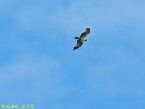 <a href="https://taieol.tw/muse/digi_object/ac7e17d1c1975c998fcfd1b6b44a8ba3" target="_blank">魚鷹／By：kinmatsu／iNaturalist</a>