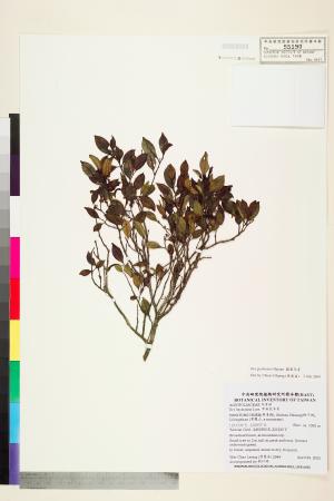 <a href="https://brmas.openmuseum.tw/muse/digi_object/54ba8f55af6c4a17d2074ab3f1bb0d97" target="_blank">圓葉冬青／中央研究院生物多樣性研究博物館植物標本館 (HAST)</a>
