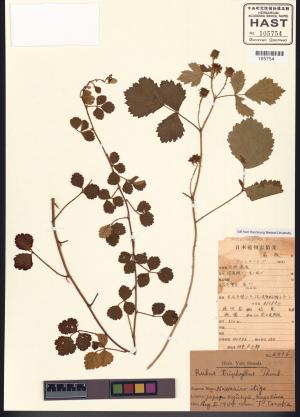 <a href="https://brmas.openmuseum.tw/muse/digi_object/54c5cd847fae10aacbbdf8a3d7a422ed" target="_blank">紅梅消／中央研究院生物多樣性研究博物館植物標本館 (HAST)</a>