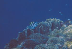 <a href="https://fishdb.sinica.edu.tw/muse/digi_object/adc24fcf1557aba96938e02fbed63028" target="_blank">Abudefduf vaigiensis@fishdb-media-1777／魚類生態與演化研究室</a>