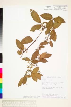 <a href="https://brmas.openmuseum.tw/muse/digi_object/54e38fb201e2af77b8c4b9f6d1c7221a" target="_blank">三葉崖爬藤／中央研究院生物多樣性研究博物館植物標本館 (HAST)</a>