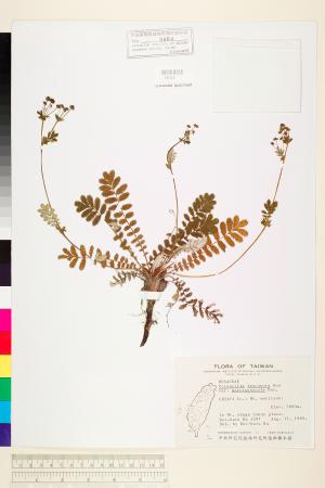 <a href="https://brmas.openmuseum.tw/muse/digi_object/54e93f3cfb62e167cc85086e63d173ae" target="_blank">玉山金梅／中央研究院生物多樣性研究博物館植物標本館 (HAST)</a>