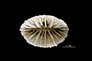 Placotrochides scaphula_03