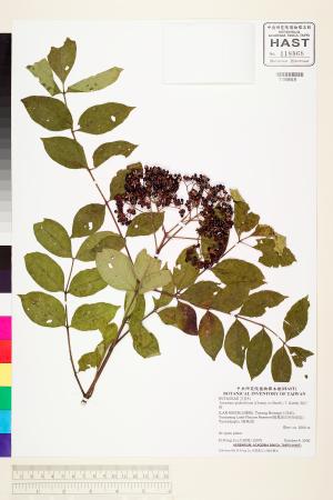 <a href="https://brmas.openmuseum.tw/muse/digi_object/54f463b2abb7aec653b33bcdb1fa719c" target="_blank">賊仔樹／中央研究院生物多樣性研究博物館植物標本館 (HAST)</a>
