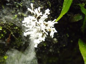 Paecilomyces tenuipes(細腳擬青黴)