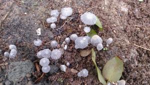 Coprinus patouillardii(帕氏鬼傘)