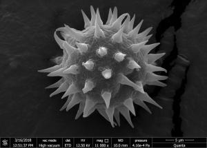 <a href="https://ntm-naturearchive.openmuseum.tw/muse/digi_object/109a07907e3cb56d9ec0c599fb3725b8" target="_blank">大花咸豐草／國立臺灣博物館</a>