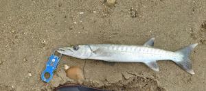 <a href="https://taieol.tw/muse/digi_object/15e03fcd8e40b0c8f759a0a7b3fb3de7" target="_blank">巴拉金梭魚／By：bunbear／iNaturalist</a>