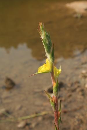 田蔥-Philydraceae田蔥科-田蔥屬-Philydrum lanuginosum-20080830~31宜蘭-員山(雙連埤-雷公埤)-單子葉-IMG_9702