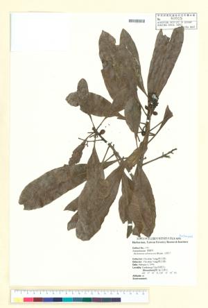 <a href="https://brmas.openmuseum.tw/muse/digi_object/5545ca25f85eb1994ac75acefdb2ecd2" target="_blank">山羨子／中央研究院生物多樣性研究博物館植物標本館 (HAST)</a>