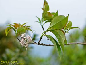 <a href="https://taieol.tw/muse/digi_object/495dda0f7c4edf141ad7ccba427809d8" target="_blank">長葉厚殼樹／By：kinmatsu／iNaturalist</a>