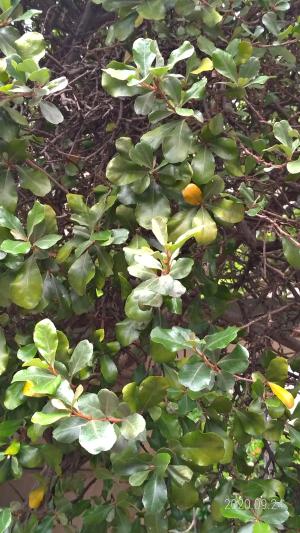 <a href="https://taieol.tw/muse/digi_object/69a2da91180e7850fe4cf2dbb70ae541" target="_blank">椬梧／By：sandy-huiping／iNaturalist</a>