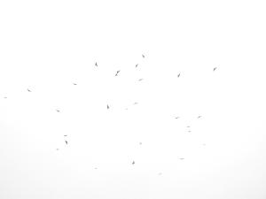 <a href="https://taieol.tw/muse/digi_object/dda793e31f7b7530c0f7151554816607" target="_blank">灰面鵟鷹／By：deantai／iNaturalist</a>