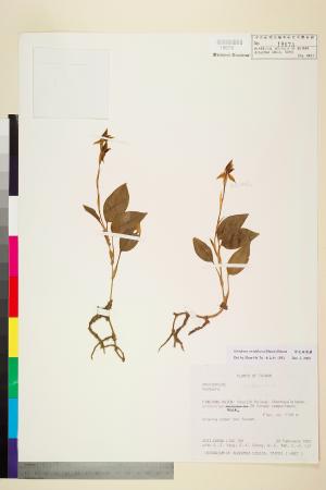 <a href="https://brmas.openmuseum.tw/muse/digi_object/5593183fd7ca33643589571d186df3c7" target="_blank">綠花斑葉蘭／中央研究院生物多樣性研究博物館植物標本館 (HAST)</a>