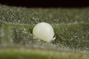 Choaspes xanthopogon chrysopterus