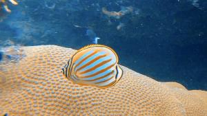 <a href="https://taieol.tw/muse/digi_object/a0ad727b37a899e67d07ff2dec954628" target="_blank">華麗蝴蝶魚／By：r_lai／iNaturalist</a>
