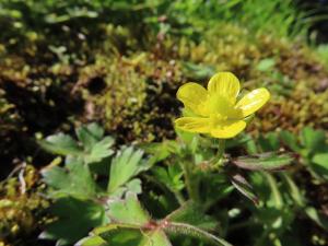 <a href="https://taieol.tw/muse/digi_object/3bd5875a4cf050037000a865f4d4fc8f" target="_blank">鹿場毛茛／By：naturalist14740／iNaturalist</a>