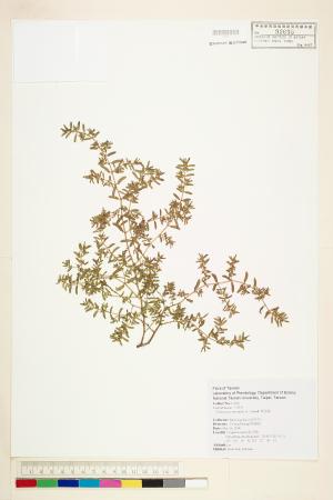 <a href="https://brmas.openmuseum.tw/muse/digi_object/55a61a2ce6e69e25ad64b6d973fdd121" target="_blank">斑地錦／中央研究院生物多樣性研究博物館植物標本館 (HAST)</a>