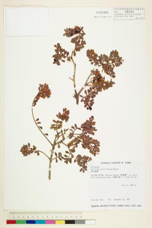 <a href="https://brmas.openmuseum.tw/muse/digi_object/55adfc5f533172752d580c1d5df1a47a" target="_blank">高山越橘／中央研究院生物多樣性研究博物館植物標本館 (HAST)</a>