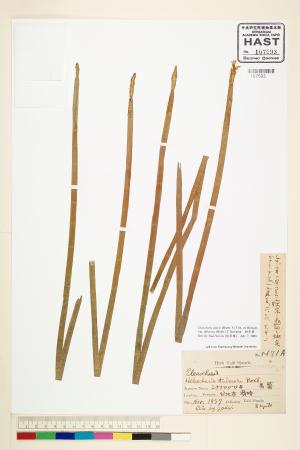 <a href="https://brmas.openmuseum.tw/muse/digi_object/55c127cb2eff24cd576101ce356f4ce2" target="_blank">甜荸薺／中央研究院生物多樣性研究博物館植物標本館 (HAST)</a>