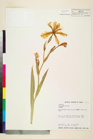 <a href="https://brmas.openmuseum.tw/muse/digi_object/55d0f42c3aba7d82da8d2e79ea3ca1db" target="_blank">台灣鳶尾／中央研究院生物多樣性研究博物館植物標本館 (HAST)</a>