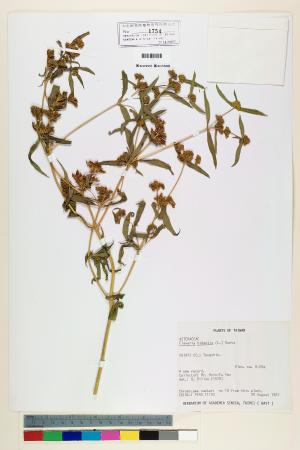 <a href="https://brmas.openmuseum.tw/muse/digi_object/55d645c1e145d0976272cc8f8575dcd4" target="_blank">黃頂菊／中央研究院生物多樣性研究博物館植物標本館 (HAST)</a>
