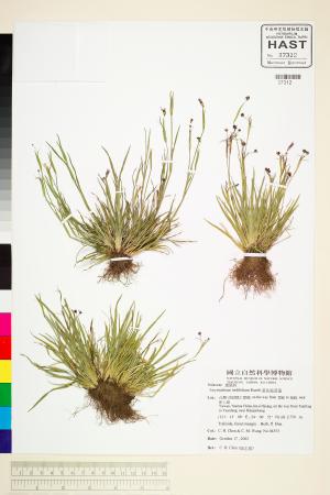 <a href="https://brmas.openmuseum.tw/muse/digi_object/5615ea0004047b45df518cd22a5ca54e" target="_blank">黃花庭菖蒲／中央研究院生物多樣性研究博物館植物標本館 (HAST)</a>
