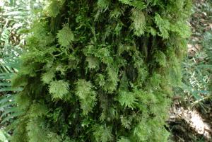 Homaliodendron flabellatum (Sm.) M. Fleisch. 樹平苔(moss) 生態照