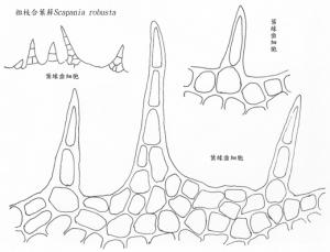 粗枝合葉蘚