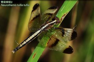 <a href="https://taieol.tw/muse/digi_object/b6cc9768697cfcb0da106597090e1c10" target="_blank">雙截蜻蜓／By：曹美華／台灣蜻蜓網路圖鑑The Dragonflies of Taiwan</a>