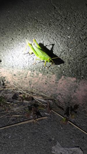 <a href="https://taieol.tw/muse/digi_object/109a396deddeff2bd0590ed46cd89981" target="_blank">臺灣大蝗／By：choudavid0／iNaturalist</a>