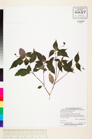 <a href="https://brmas.openmuseum.tw/muse/digi_object/56519f7fad6b68766cafa17c6f6e44bb" target="_blank">小金石榴／中央研究院生物多樣性研究博物館植物標本館 (HAST)</a>