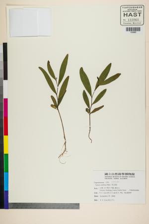 <a href="https://brmas.openmuseum.tw/muse/digi_object/566d9f0dcf38a1ef139b759ccb45a8fa" target="_blank">相思樹／中央研究院生物多樣性研究博物館植物標本館 (HAST)</a>