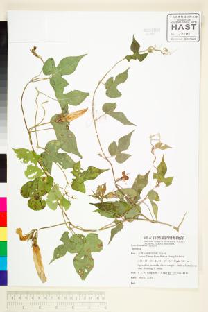 <a href="https://brmas.openmuseum.tw/muse/digi_object/567928937279e6ec16237ce51c0cf8df" target="_blank">牽牛屬／中央研究院生物多樣性研究博物館植物標本館 (HAST)</a>