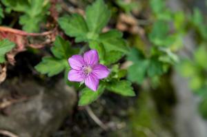 <a href="https://taieol.tw/muse/digi_object/a22ffbc63eda63ae2894f905bd84b3aa" target="_blank">Geranium thunbergii／By：mutolisp／iNaturalist</a>