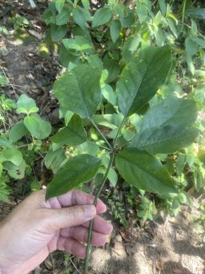 <a href="https://taieol.tw/muse/digi_object/5dbb7949563a023ccf5e3ab67ee7c3aa" target="_blank">鵝掌柴／By：abbyamy／iNaturalist</a>