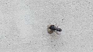 <a href="https://taieol.tw/muse/digi_object/139272e285ec136a6e1b34a25a9e7daa" target="_blank">Subancistrocerus sichelii／By：naturalist18191／iNaturalist</a>