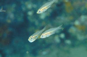 <a href="https://fishdb.sinica.edu.tw/muse/digi_object/f7e59b0f4d175a97036fc32bc7c35d06" target="_blank">Rhabdamia gracilis@fishdb-media-2284／魚類生態與演化研究室</a>