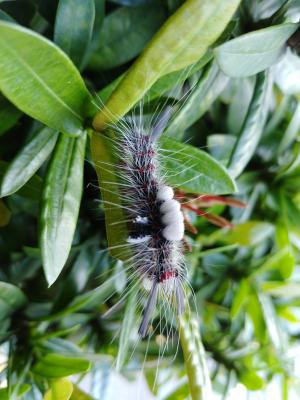 <a href="https://taieol.tw/muse/digi_object/838d8332caeb76e462e8dab3d024feb7" target="_blank">Olene mendosa／By：chengshou／iNaturalist</a>