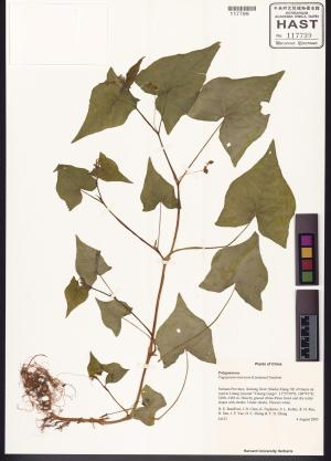 <a href="https://brmas.openmuseum.tw/muse/digi_object/56bda8ff2716b5c972d081a52f29a9d2" target="_blank">印度蕎麥／中央研究院生物多樣性研究博物館植物標本館 (HAST)</a>