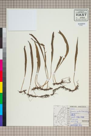 <a href="https://brmas.openmuseum.tw/muse/digi_object/56c20b09e22703f6dec6ae1ff31e48c8" target="_blank">中國石葦／中央研究院生物多樣性研究博物館植物標本館 (HAST)</a>