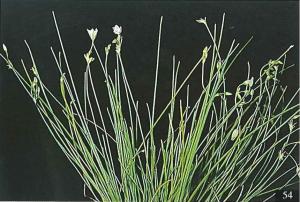 <a href="https://taieol.tw/muse/digi_object/0639882c9737420f1d6c1e53e0fa3ecb" target="_blank">異蕊草／By：彭鏡毅／臺灣維管束植物簡誌</a>