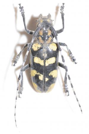 黃紋天牛 Anoplophora horsfieldi tonkinensis