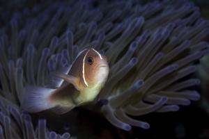 <a href="https://taieol.tw/muse/digi_object/5800ed283c13b7172bd4f44dab861393" target="_blank">粉紅雙鋸魚／By：raylee420／iNaturalist</a>