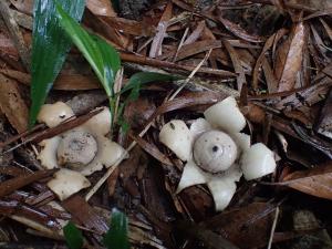 Geastrum saccatum(袋形地星)