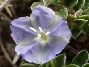 <a href="https://taieol.tw/muse/digi_object/04c75e238db896cede2df2a5ecb557db" target="_blank">土丁桂／By：leaf0605／iNaturalist</a>