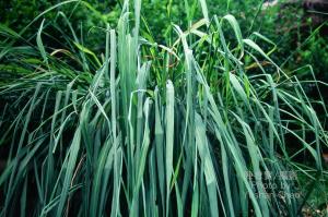 <a href="https://taieol.tw/muse/digi_object/c6c6d67be77c2c82f769a052fdcc9f7d" target="_blank">香茅／By：陳育賢／臺灣物種名錄(TaiCOL)</a>