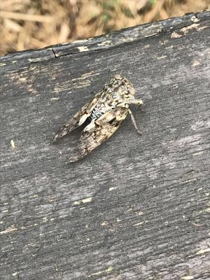 <a href="https://taieol.tw/muse/digi_object/735abb879bab73b7de146e99f6dccf24" target="_blank">小蟪蛄／By：dodaerse／iNaturalist</a>