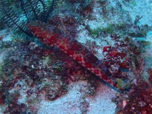 <a href="https://taieol.tw/muse/digi_object/85025258badfdd813402c3a317f8e607" target="_blank">花斑狗母魚／By：pchi45／iNaturalist</a>